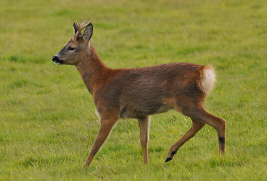 Deer beside the coast path near Tregardock