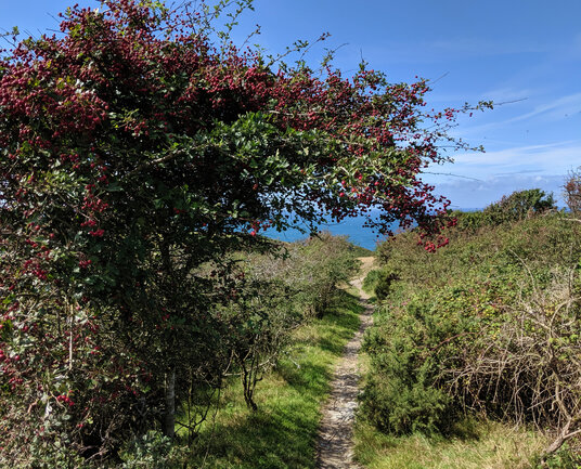 Hawthorn berries at Tregardock