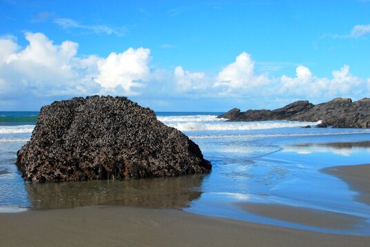 Mussels on a rock at Tregardock beach