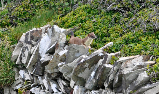 Stoat beside the Coast Path near Dannonchapel
