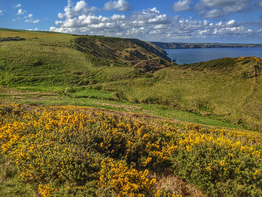 Coastline at Tregardock