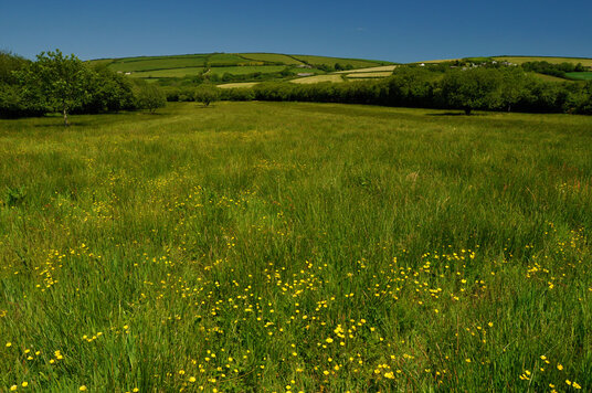 Meadow near Tregellist