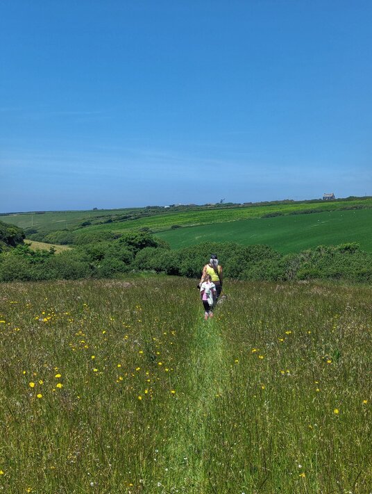 Fields near Tregona