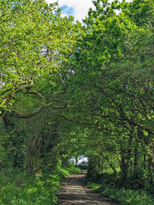 Tree Tunnel at Tregonhay