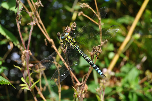 Dragonfly at Tregonning