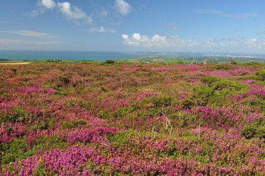 Heather on Tregonning Hill