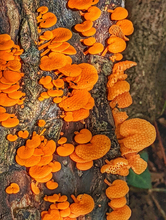 Fungi in the woods near Tregrehen