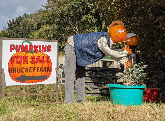 Pumpkins for sale