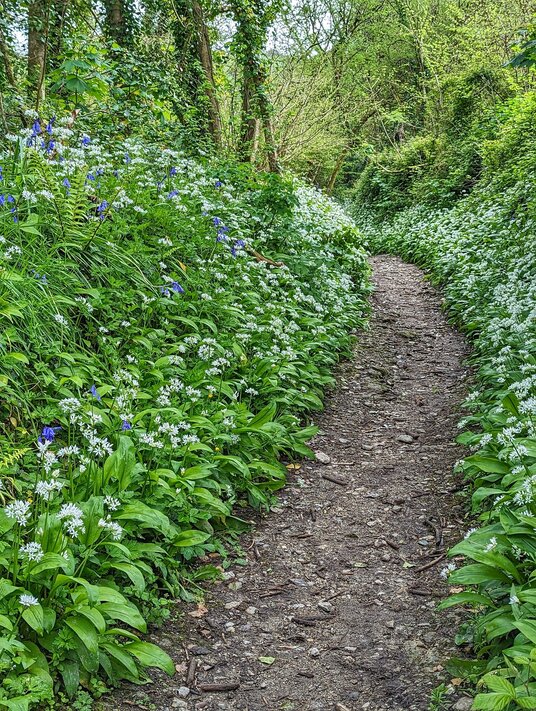 Wild garlic in Trelew Woods