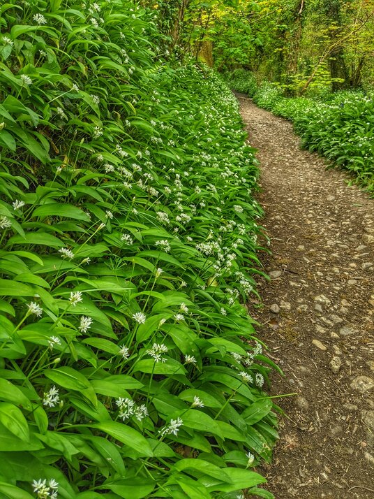 Wild garlic in Trelew Woods