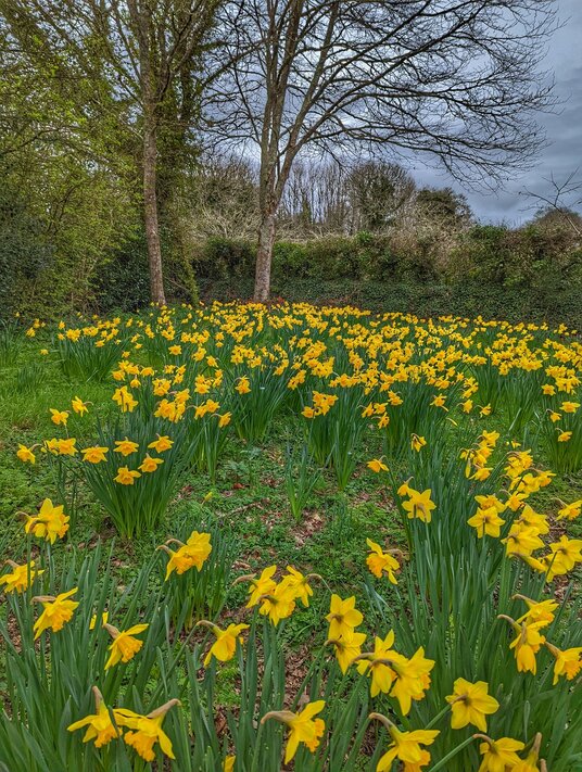 Daffodils at Trelissick