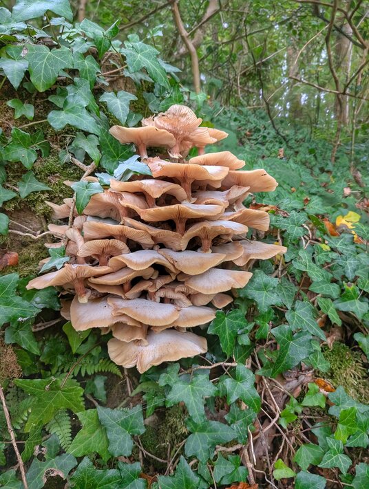 Fungi in the woods at Trelissick