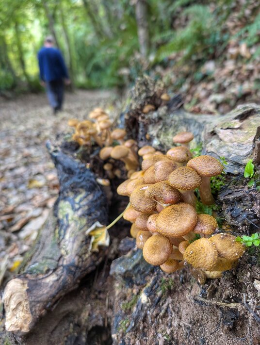 Fungi in the woods at Trelissick