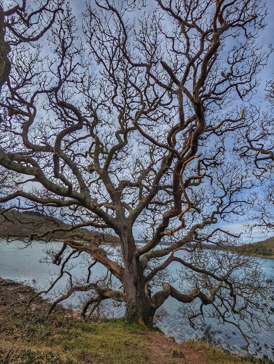 Tree on the creek edge