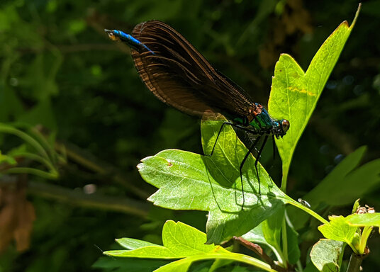 Damselfly beside the River Inny