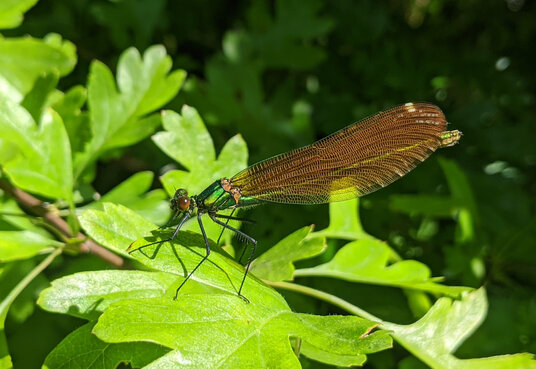 Damselfly beside the River Inny