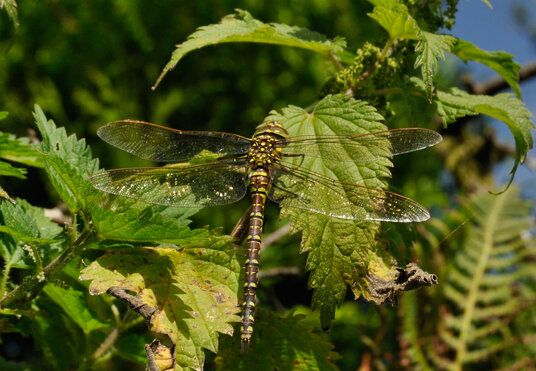 Dragonfly on the lane from Tremail