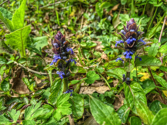 Bugle flowers