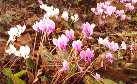 Cyclamen in Tremaine churchyard