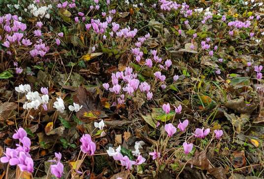 Cyclamen in Tremaine churchyard