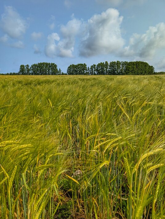 Barley near Tremellin