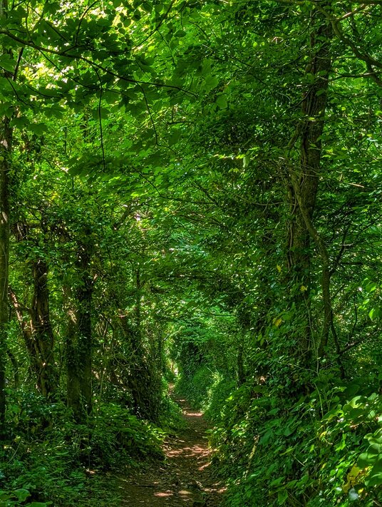 Woodland near Tremellin