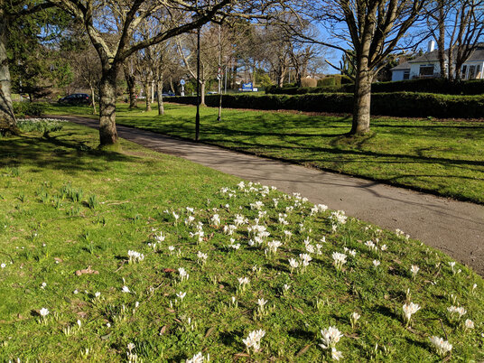 Crocuses at Trenance gardens