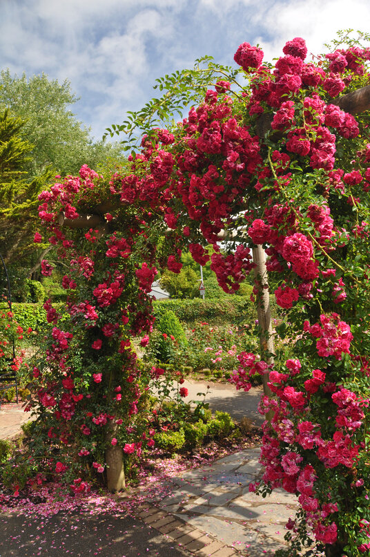 Roses in Trenance gardens