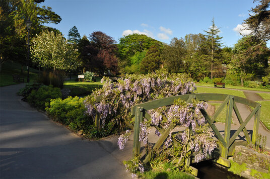 Wisteria in Trenance Gardens