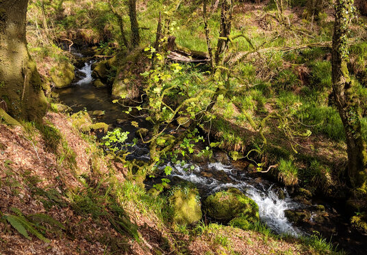 Stream near Trenant
