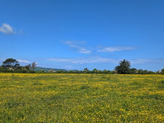 Buttercups near Trenedros