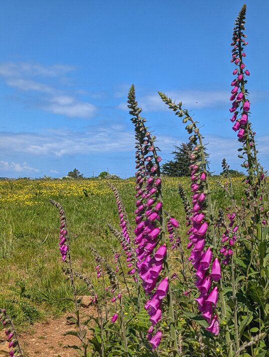 Foxgloves near Trenedros