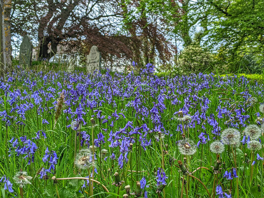 Bluebells at Treneglos Church