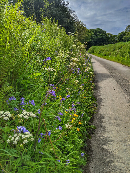 Lane to Treneglos