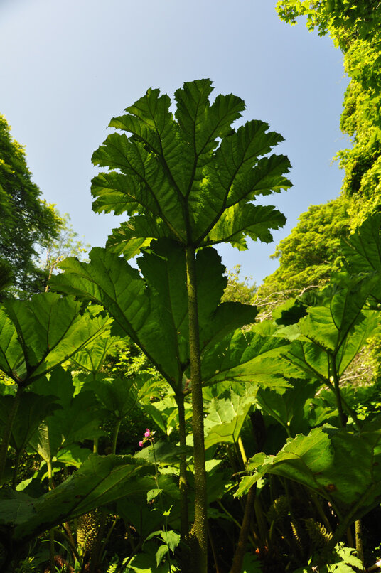 Gunnera at Trenoweth