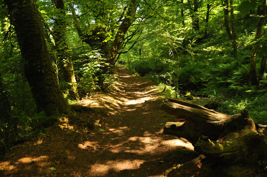 Trenoweth Woods