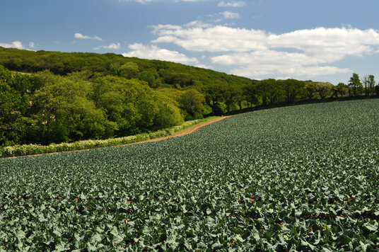 Cabbages near Benallack