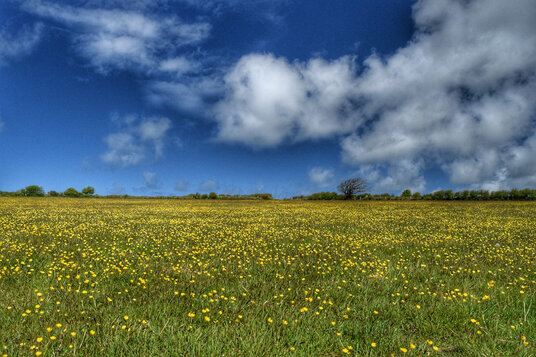 Fields near Treroosel