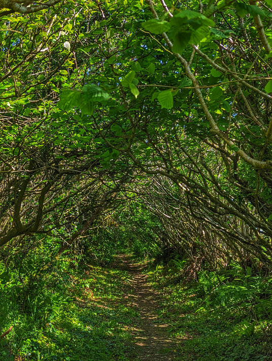 Tree tunnel near Treroosel