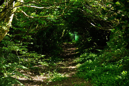 Tunnel through the trees near Treroosel