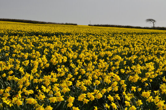 Daffodils near Tresaddern