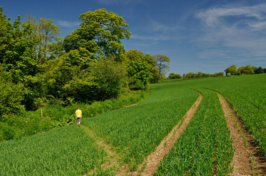 Fields near Trescowe