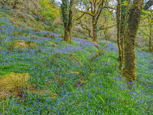 Woodland near Treslea
