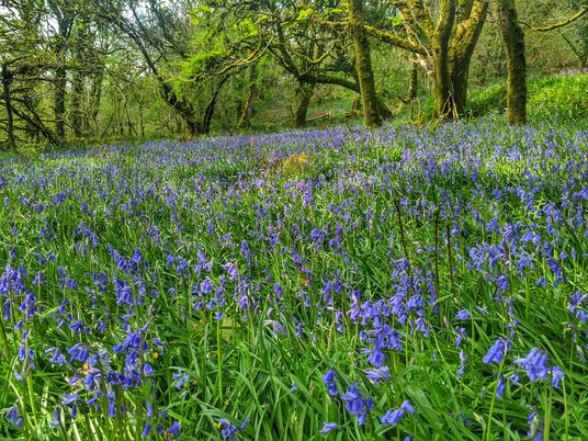 Woodland near Treslea