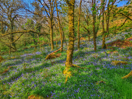 Woodland near Treslea