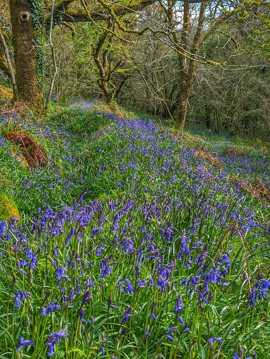Woodland near Treslea
