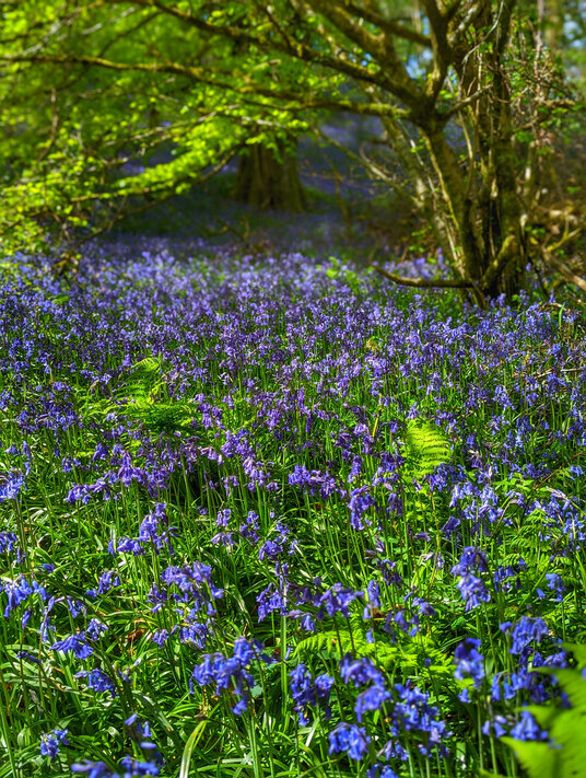 Woods near Treslea