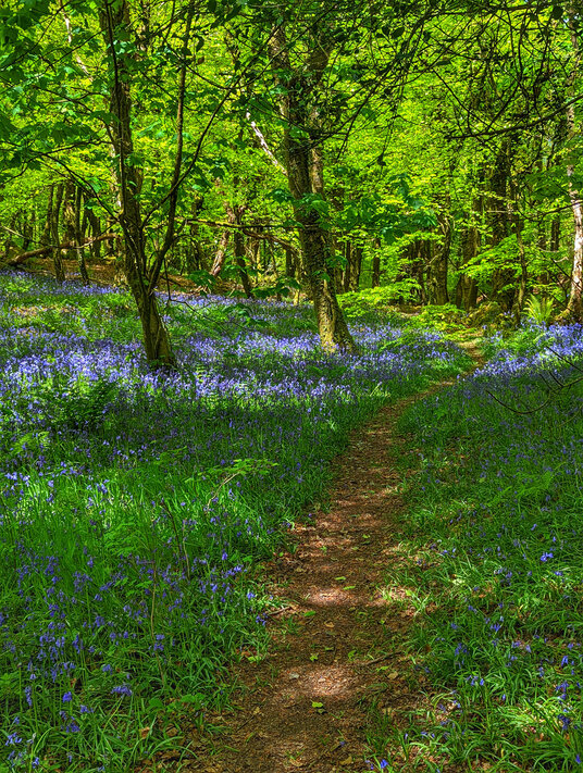 Woods near Treslea