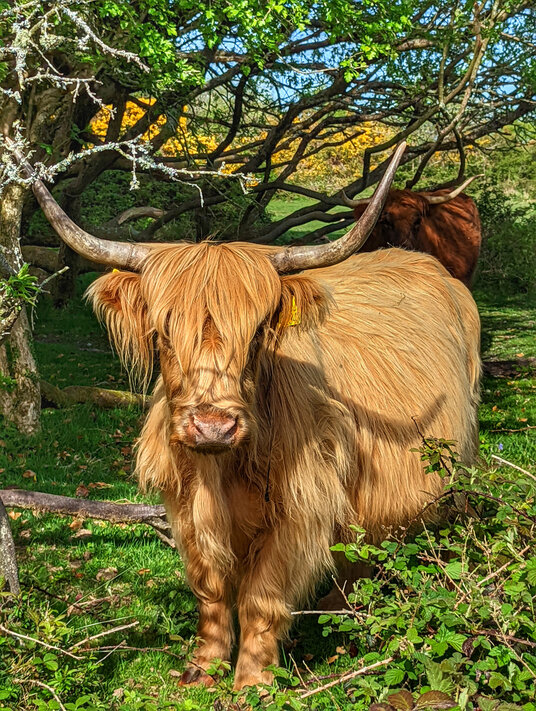 Highland cow on Treslea Downs