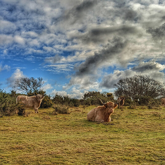 Highland Cows on the downs